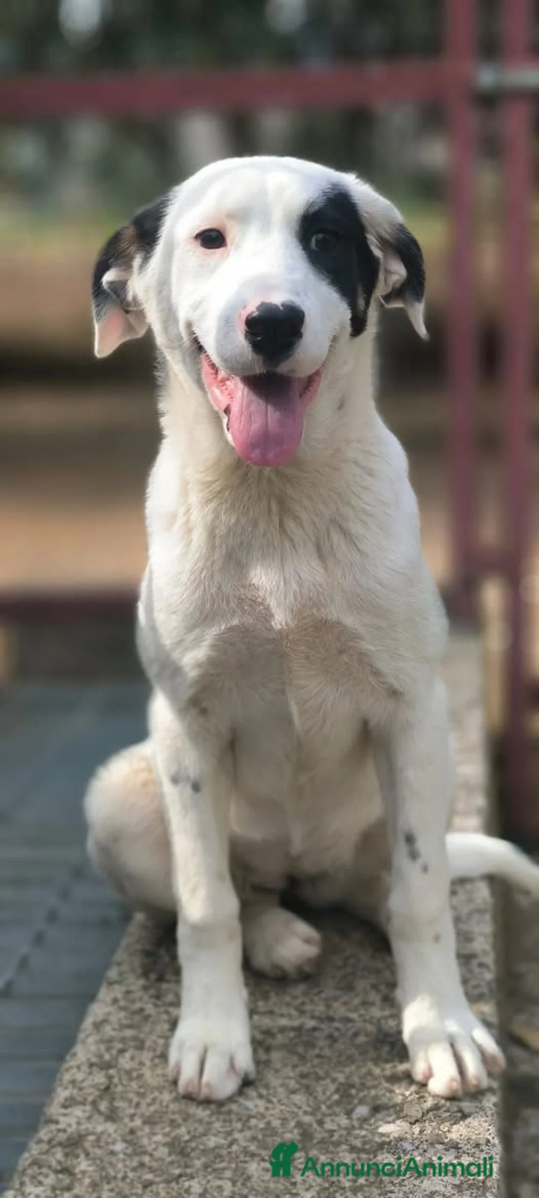 Meticcio cani in regalo: Lory . - Annuncio 1