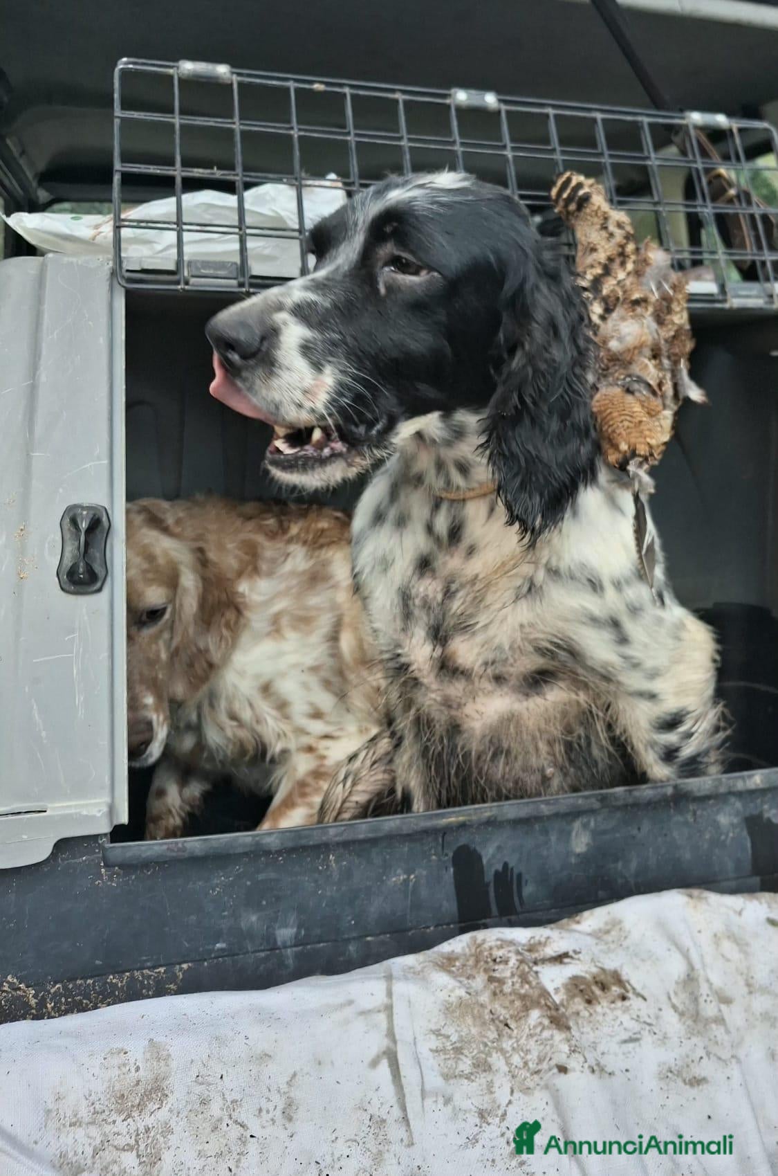 Setter Inglese cani Setter ottima genealogia - Annuncio 29