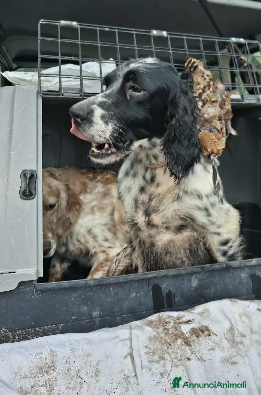 Setter Inglese cani in vendita: Setter ottima genealogia - Annuncio 1