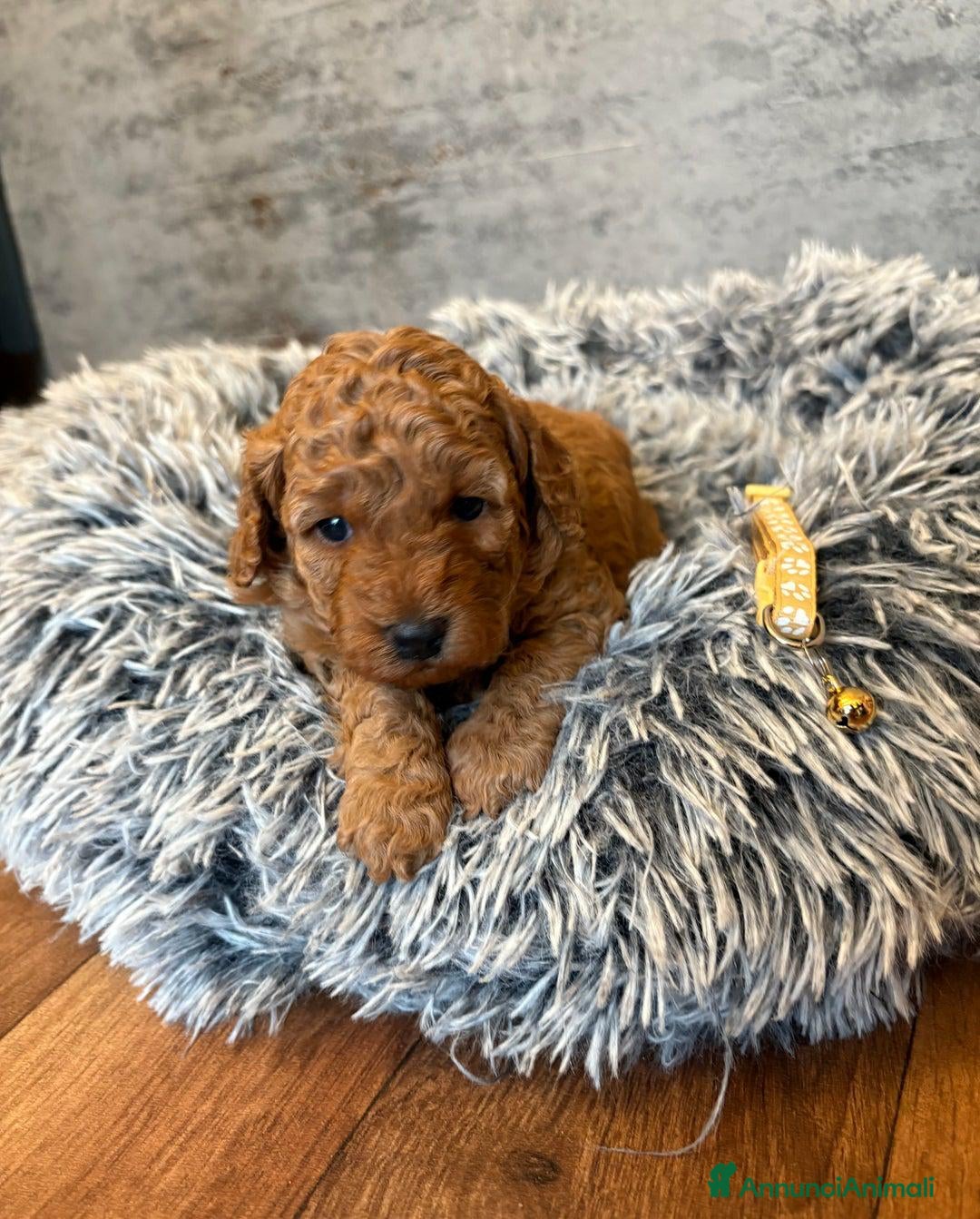 Cockapoo cani in vendita: Cuccioli di Cockapoo F2b disponibili - Annuncio 15