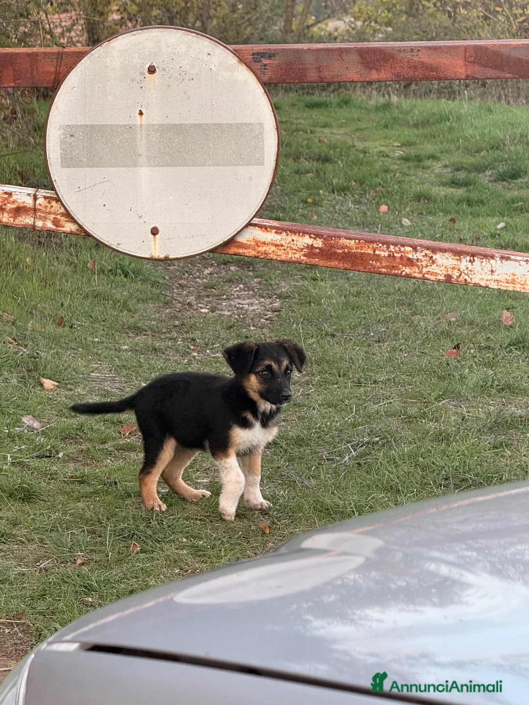 Meticcio cani in regalo: Dolci cagnoline cercano casa  - Annuncio 2