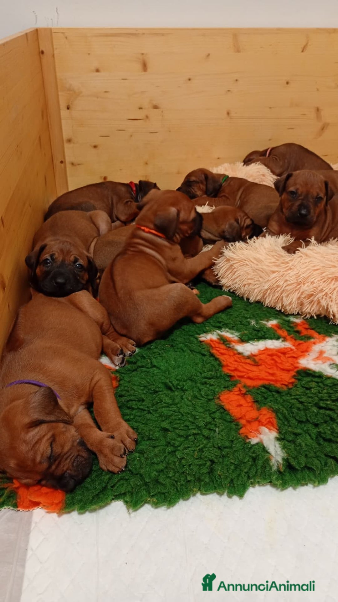 Rhodesian Ridgeback cani in vendita: Cuccioli di Rhodesian Ridgeback disponibili - Annuncio 8