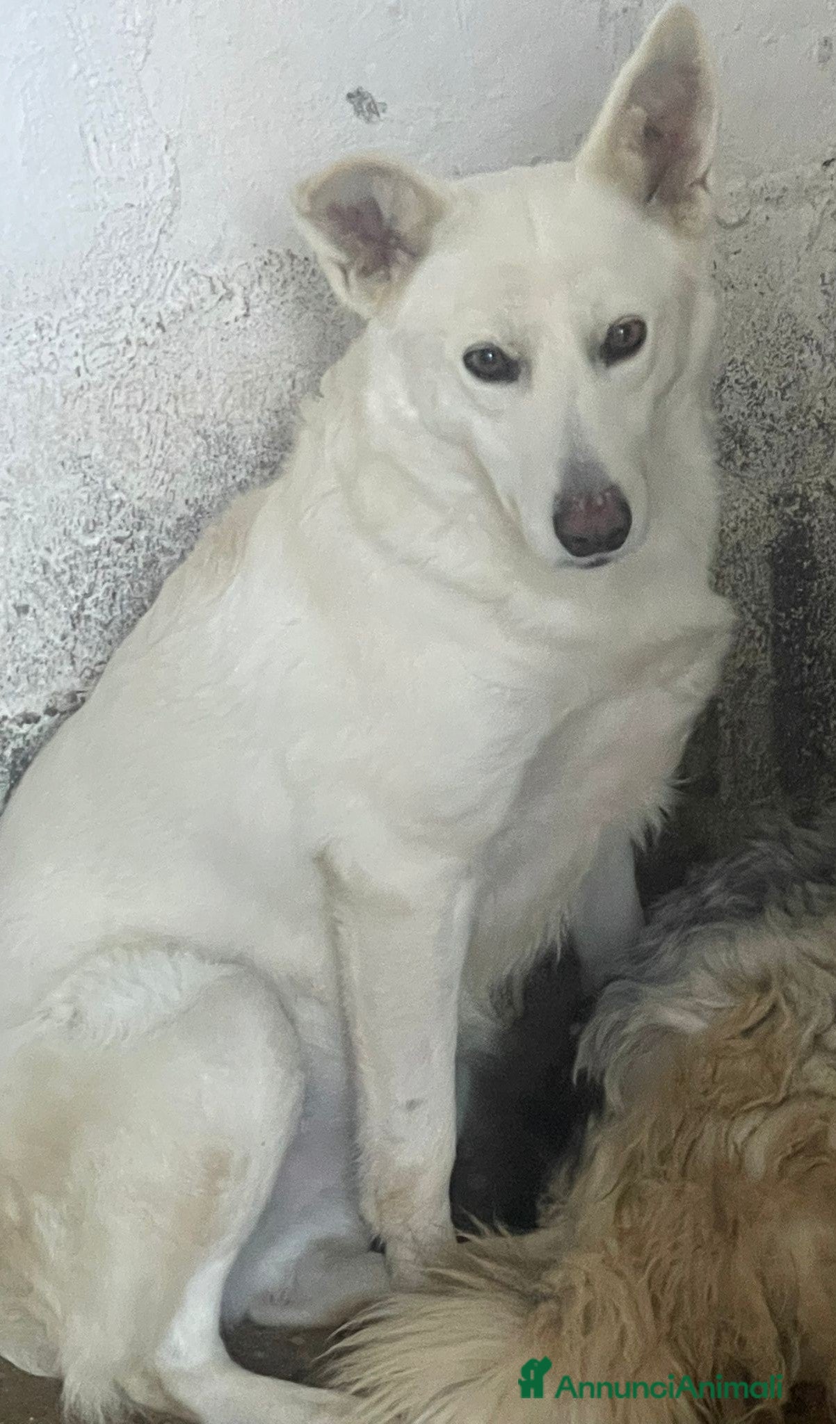 Meticcio cani Gruta - Annuncio 2