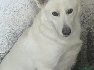 Meticcio cani Gruta - Annuncio 2