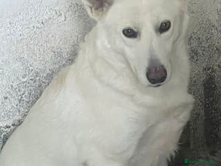 Meticcio cani Gruta - Annuncio 20