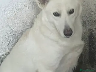 Meticcio cani Gruta - Annuncio 25