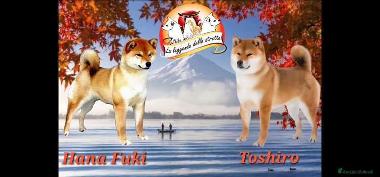 Shiba Inu cani - Annuncio 6