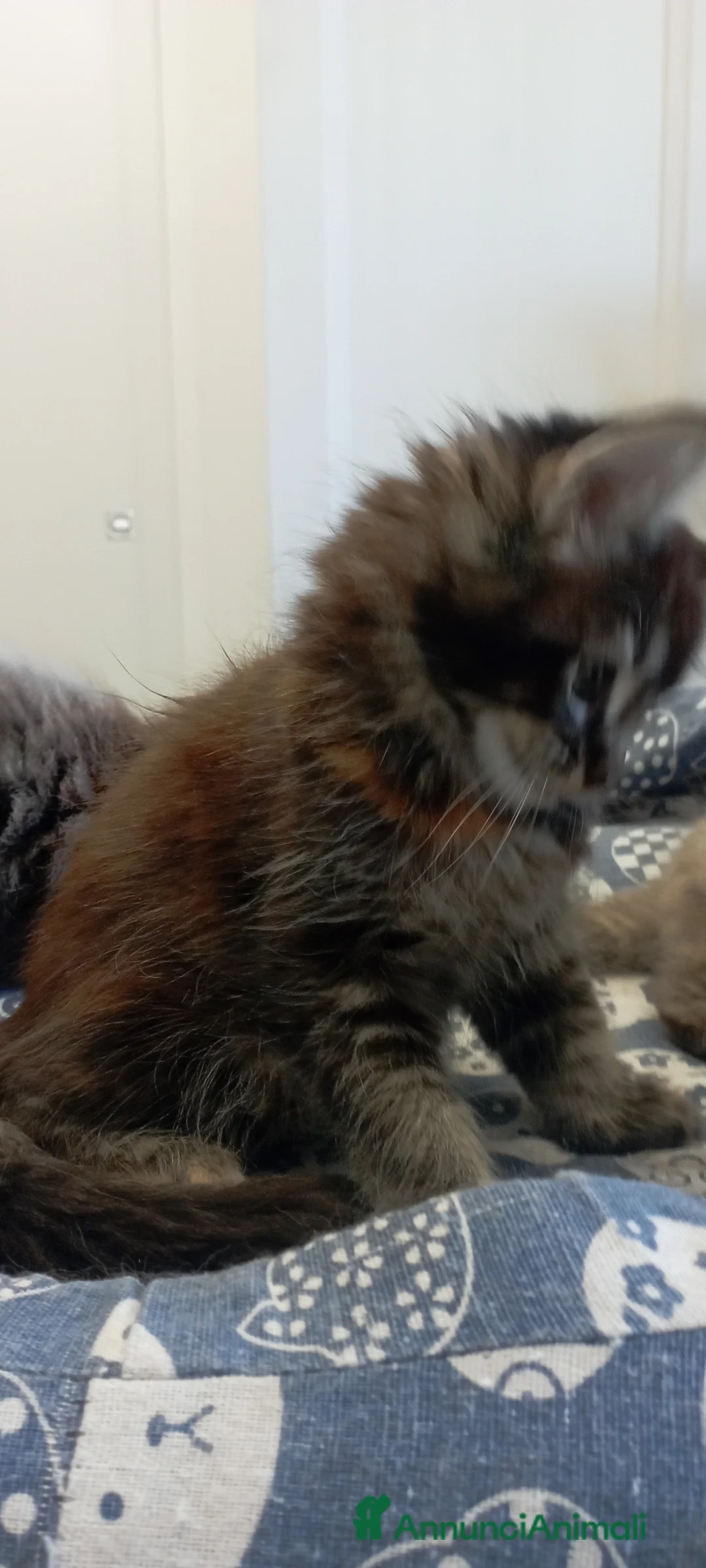 Maine Coon gatti in vendita: Maine Coon con pedigree  - Annuncio 11