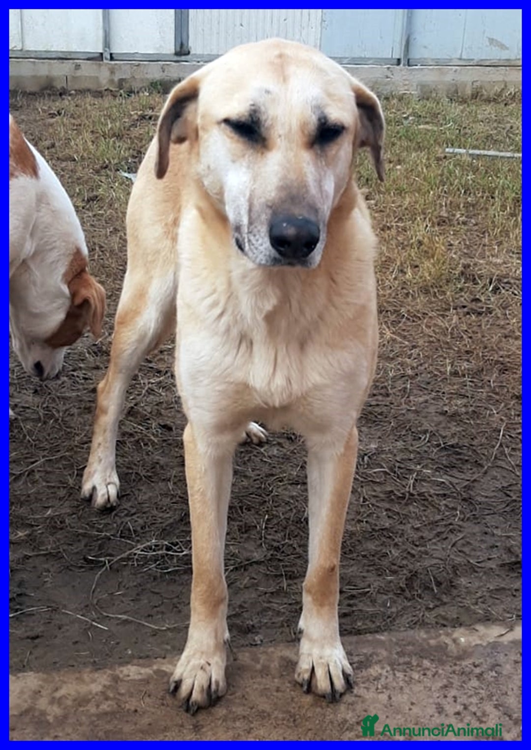 Meticcio cani in regalo: dolce ISABELLA dagli occhi tristi - Annuncio 3