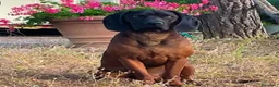 Segugio Bavarese cani in vendita: Cuccioli Segugio Bavarese/Bayerischer Gebirgsschwe a Provincia di Grosseto - Annuncio 6