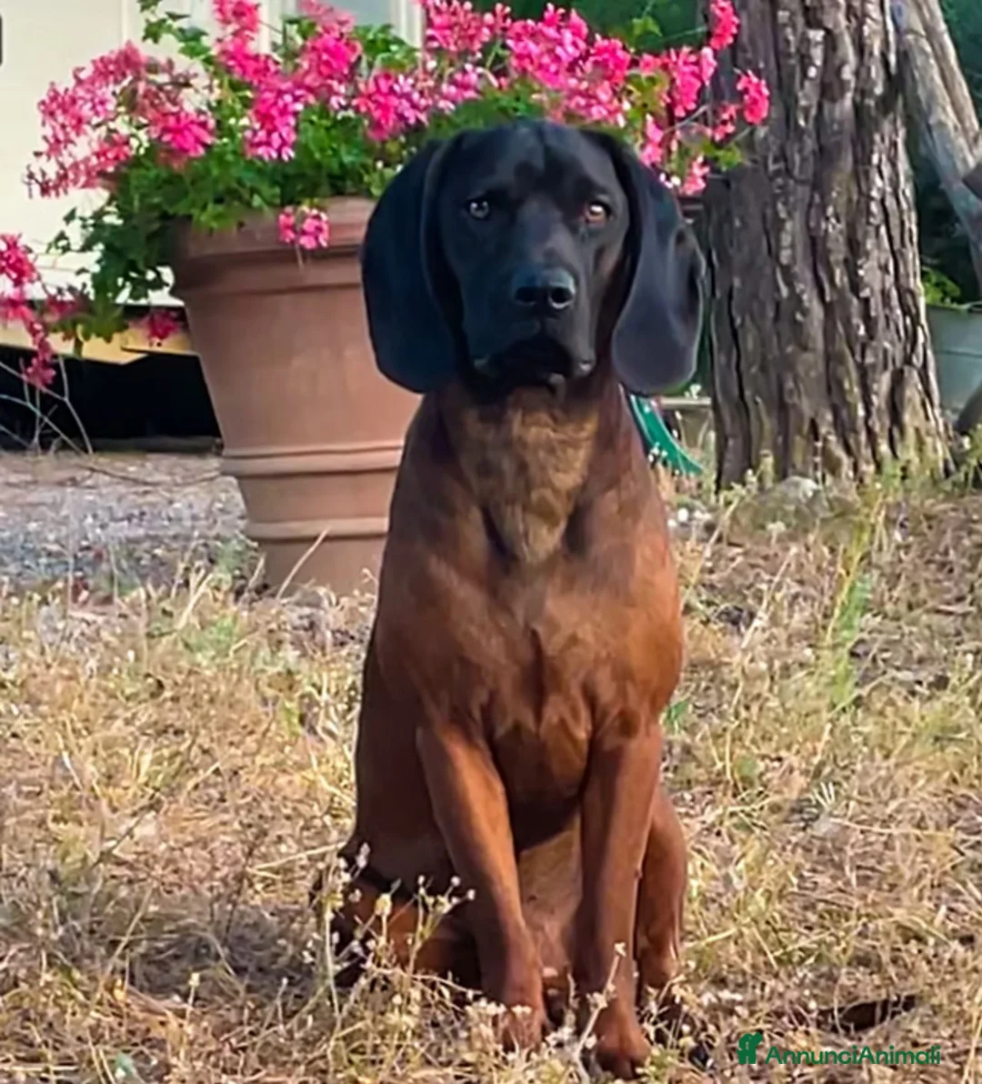 Segugio Bavarese cani in vendita: Cuccioli Segugio Bavarese/Bayerischer Gebirgsschwe a Provincia di Grosseto - Annuncio 6