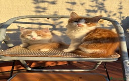 Siberiano gatti in vendita: Tre cucciole di gatto siberiano ipoallergenico - Immagine 5