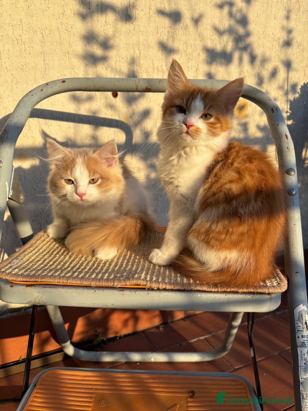 Siberiano gatti in vendita: Tre cucciole di gatto siberiano ipoallergenico - Immagine 5