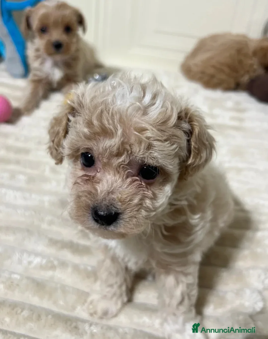 Maltipoo cani in vendita: 🩷3 splendidi cuccioli di Maltipoo🩷 - Annuncio 2