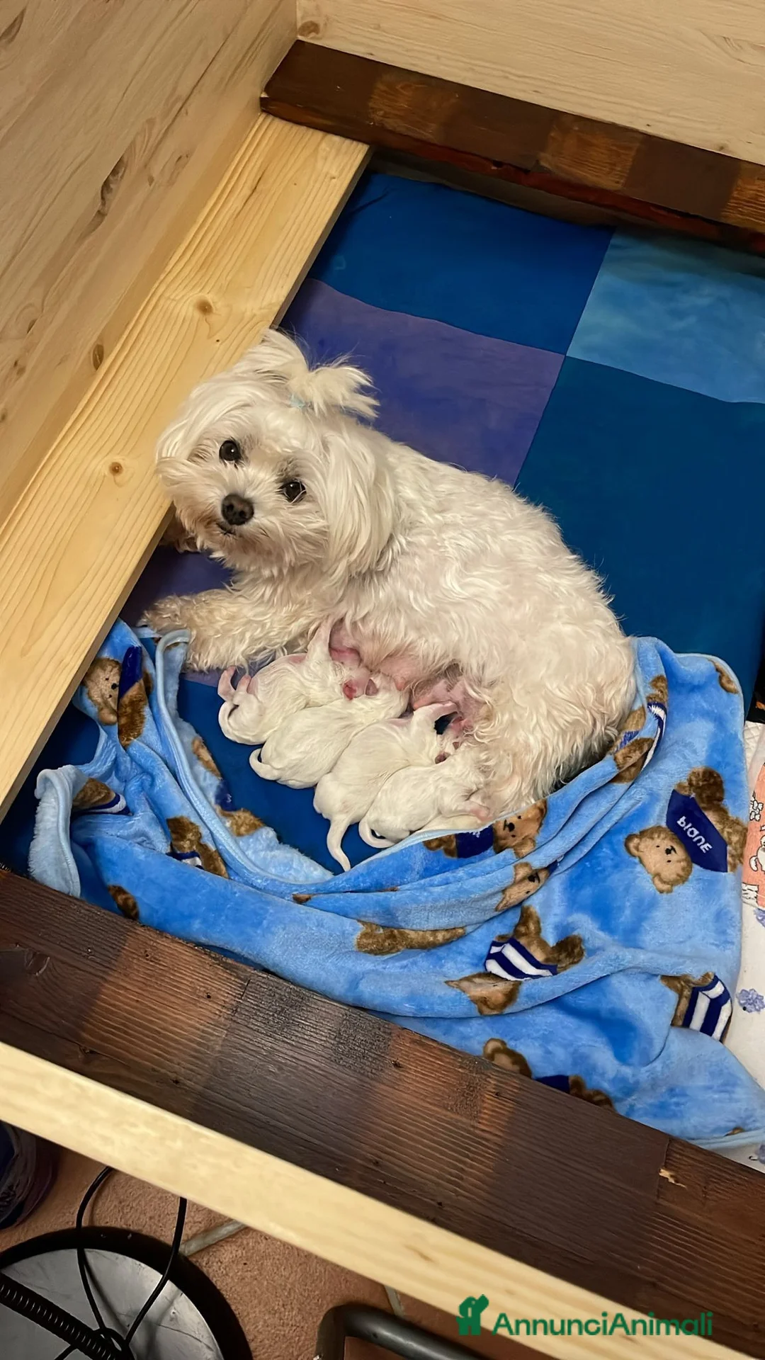 Maltese cani in vendita: Cuccioli maltese - Annuncio 2