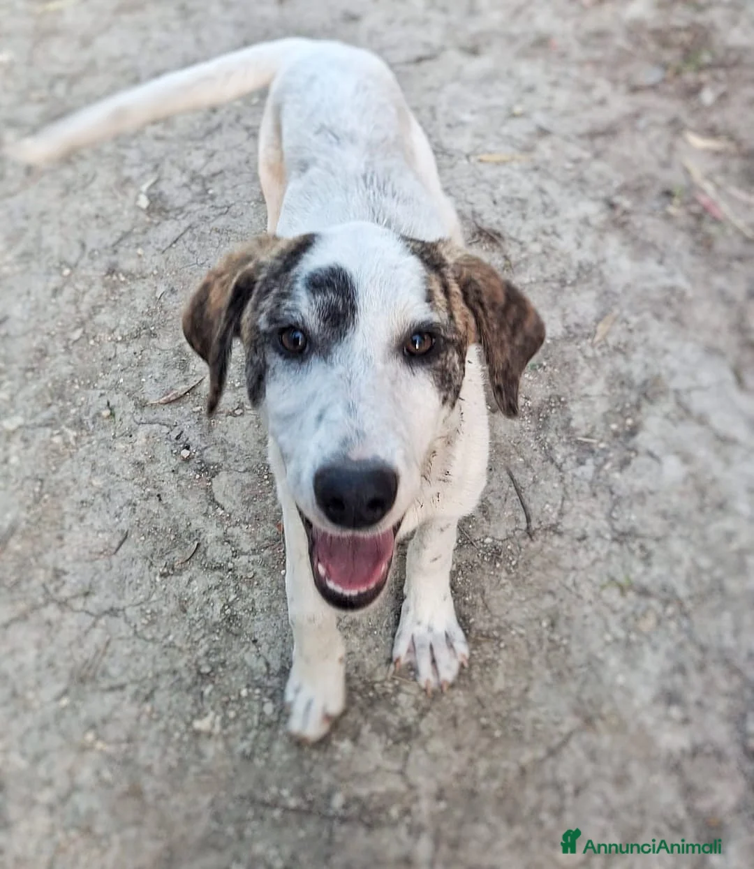 Meticcio cani in regalo: COPPA 🩷 una timidina dal cuore dolce a Provincia di Ancona - Annuncio 6