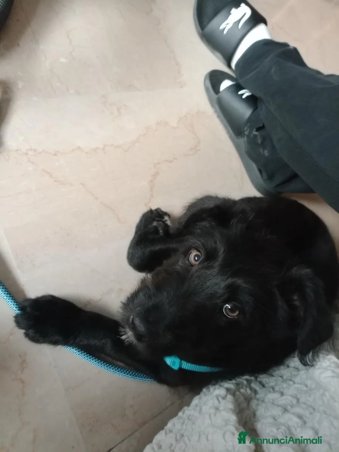 Pastore Belga cani in regalo: Stitch  a Provincia del Verbano-Cusio-Ossola - Annuncio 2