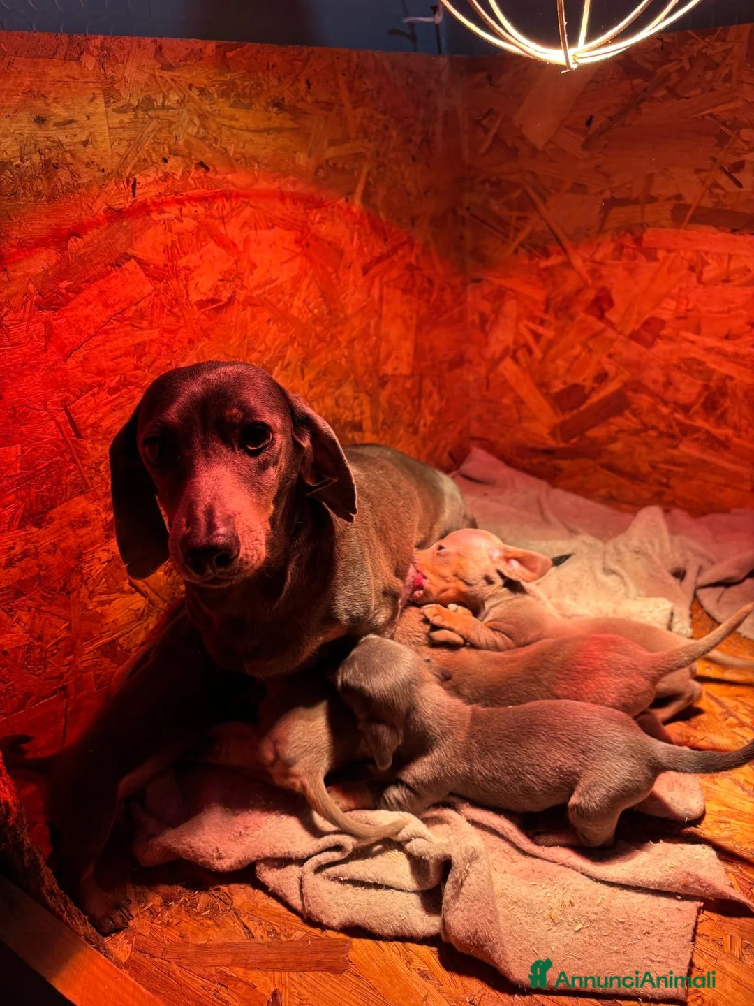 Bassotto cani in vendita: Bassotto Tedesco   - Annuncio 5