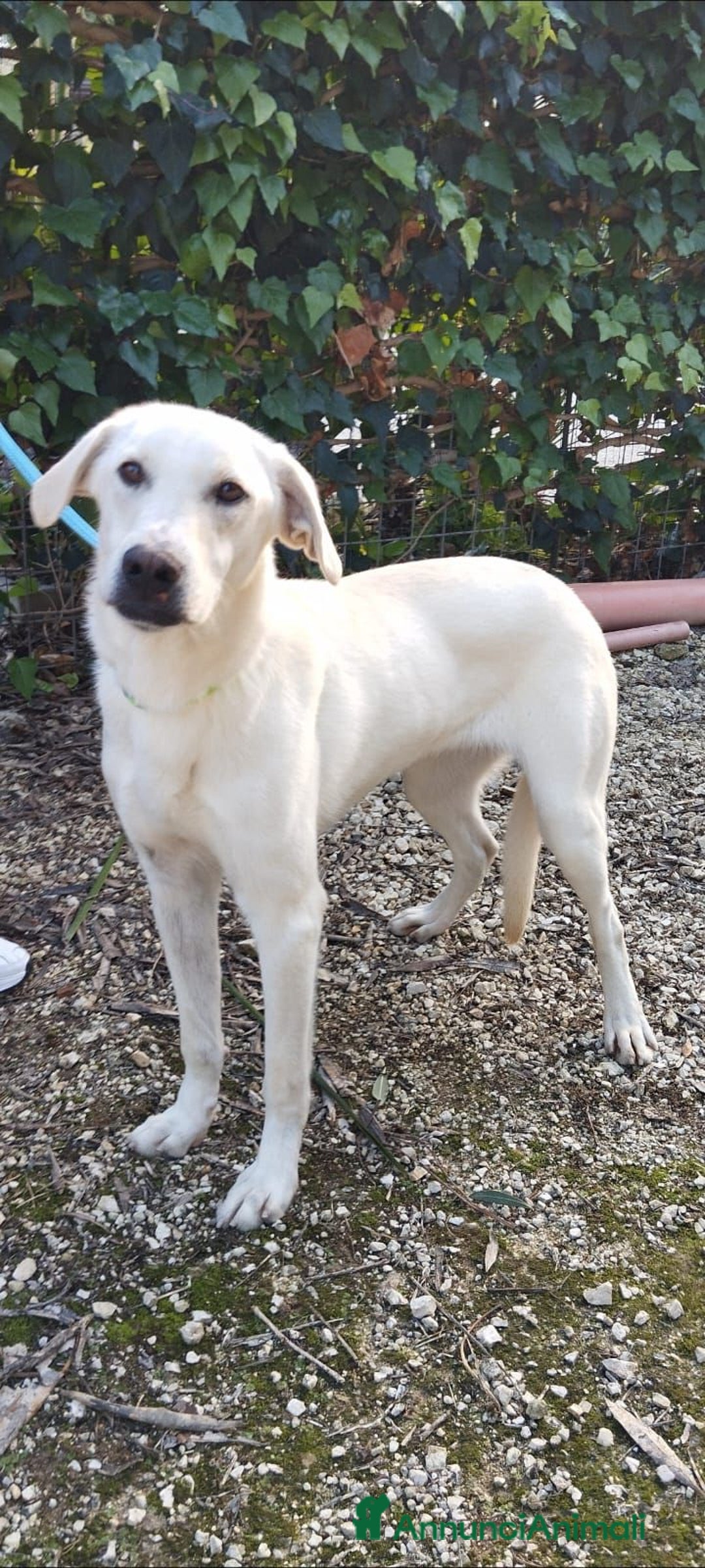 Altre razze cani in regalo: aramis e blanco - Annuncio 6