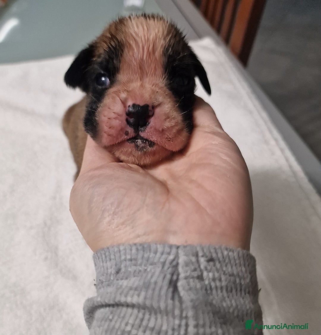 Boxer cani in vendita: Boxer cuccioli con pedigree - Annuncio 2