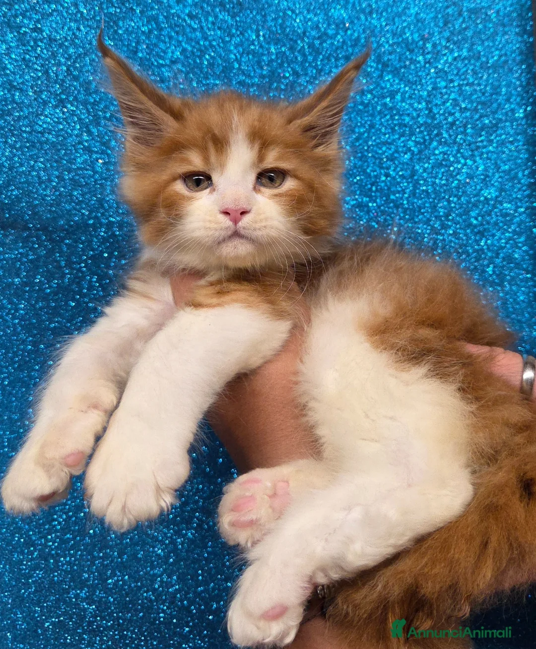 Maine Coon gatti in vendita: Cuccioli maine coon maschi - Annuncio 1