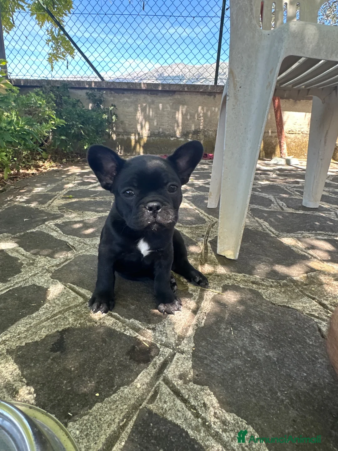 Bulldog Francese cani in vendita: bulldog francese nero tigrato  - Annuncio 1
