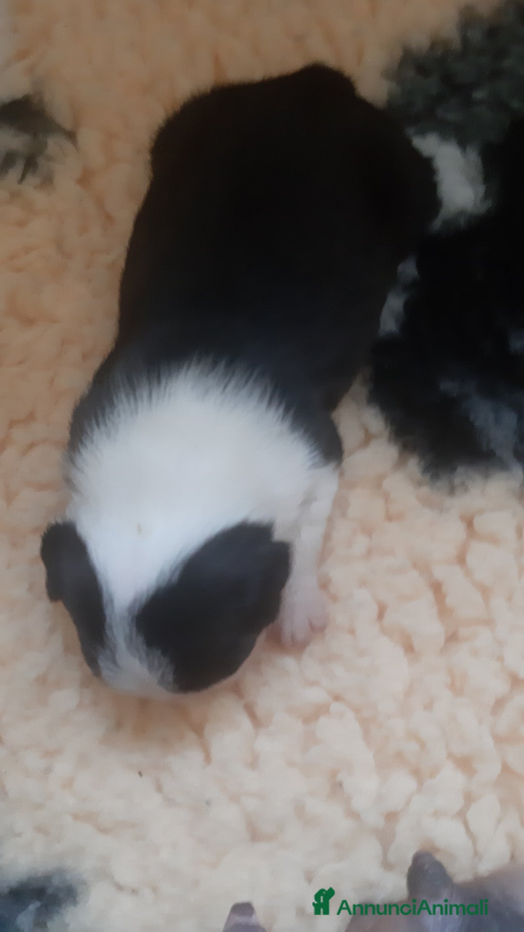 Boston Terrier cani in vendita: Boston terrier con pedigree  a Metropolitan City of Milan - Immagine 11
