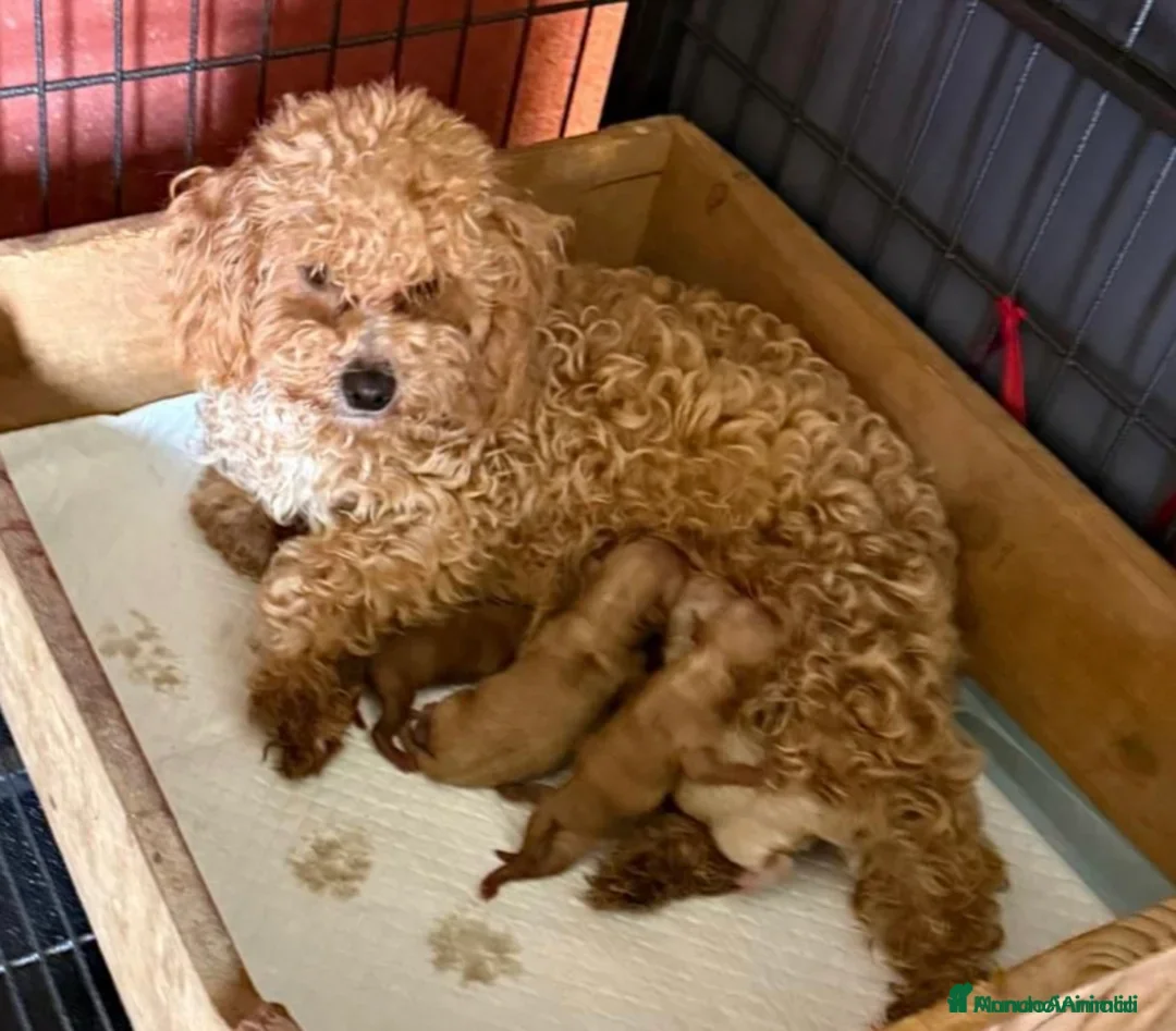 Barboncino cani in vendita: Splendidi cuccioli di Barboncino a Città Metropolitana di Torino - Annuncio 2