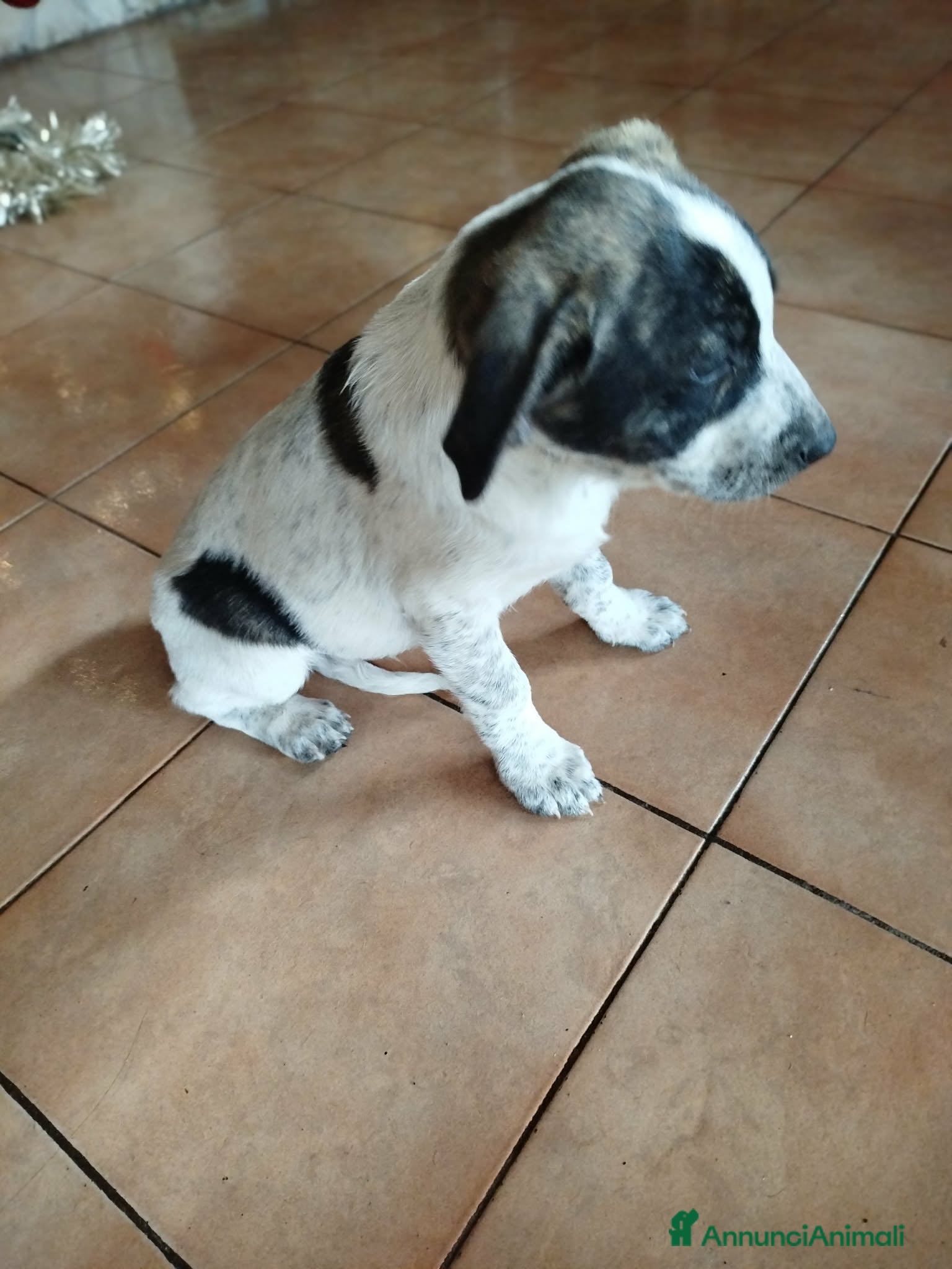 Meticcio cani Cuccioli - Annuncio 3