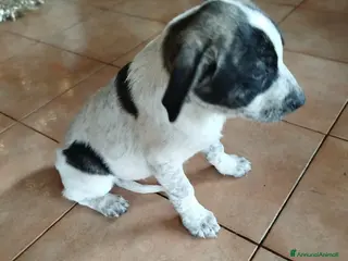 Meticcio cani Cuccioli - Annuncio 3