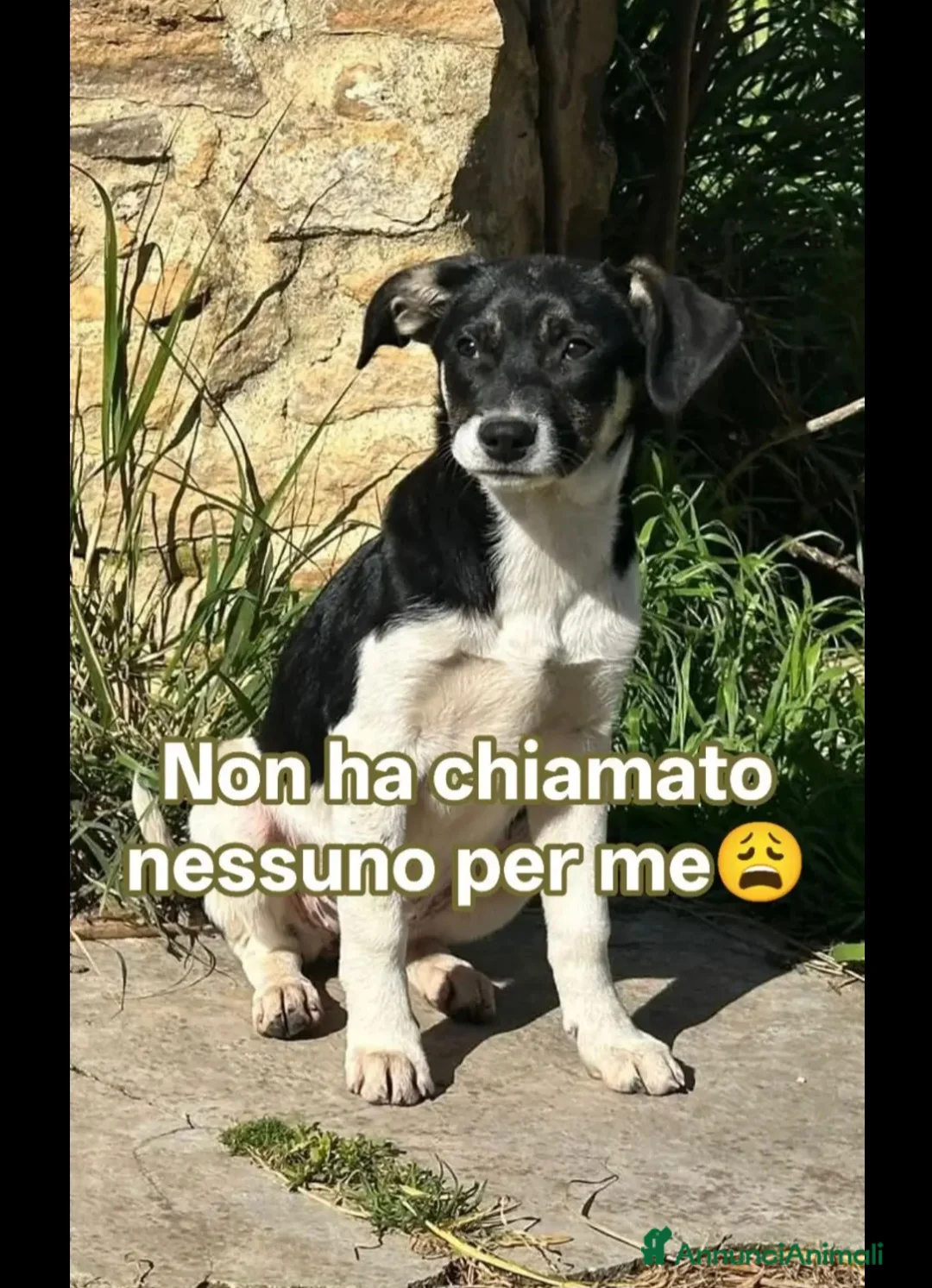 Meticcio cani in regalo: Pepe 3mesi futura tg media RIMASTO SOLO.SICILIA - Annuncio 1