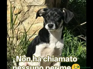 Meticcio cani Pepe 3mesi futura tg media RIMASTO SOLO.SICILIA - Annuncio 21