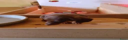 Bassotto Nano cani in vendita: Bassotto nano arlecchino cioccolato focato  - Annuncio 5