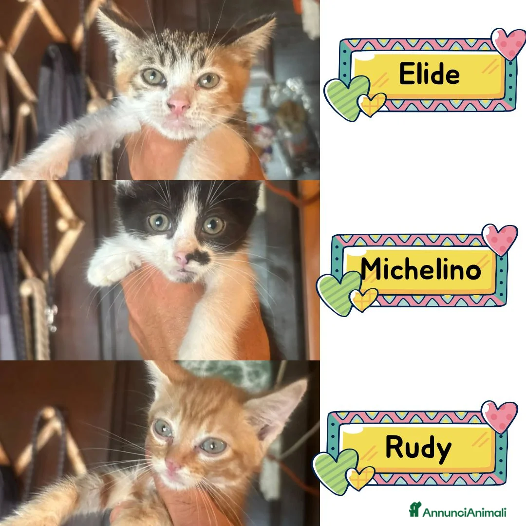 Meticcio gatti in regalo: Elide, Michelino e Rudy - gattini cercano casa - Annuncio 1
