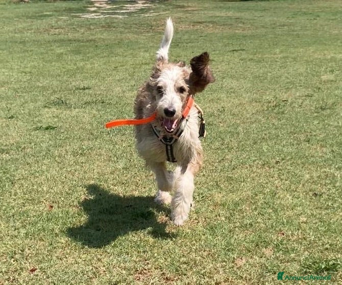 Griffon Vendeen cani Oscar giovane adulto socievole  - Annuncio 18
