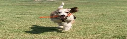 Griffon Vendeen cani in regalo: Oscar giovane adulto socievole  - Annuncio 1