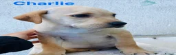 Meticcio cani in regalo: Cuccioli 2 mesi e mezzo taglia media - Annuncio 5