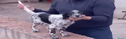 Setter Inglese cani in vendita: setter inglese femmina - Annuncio 2