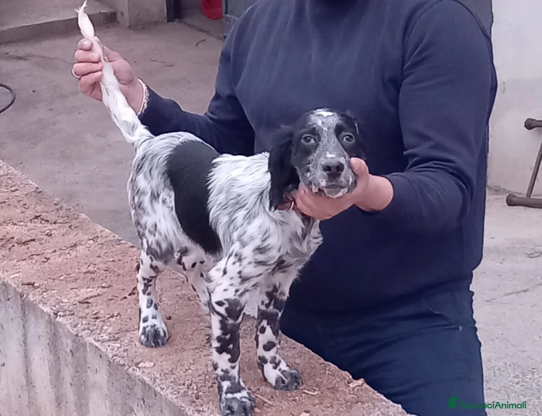 Setter Inglese cani in vendita: setter inglese femmina - Annuncio 2
