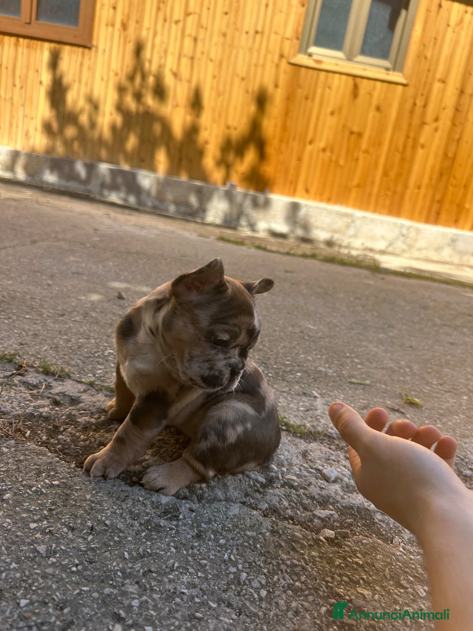 Bulldog Francese cani in vendita: bulldog francese blue e nero tigrato  - Annuncio 15