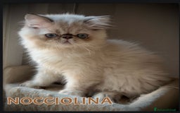Persiano gatti in vendita: Cucciola persiano seal point a Provincia di Verona - Immagine 1