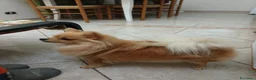 Volpino Pomerania cani in vendita: Cuccioli di pomerania - Annuncio 8