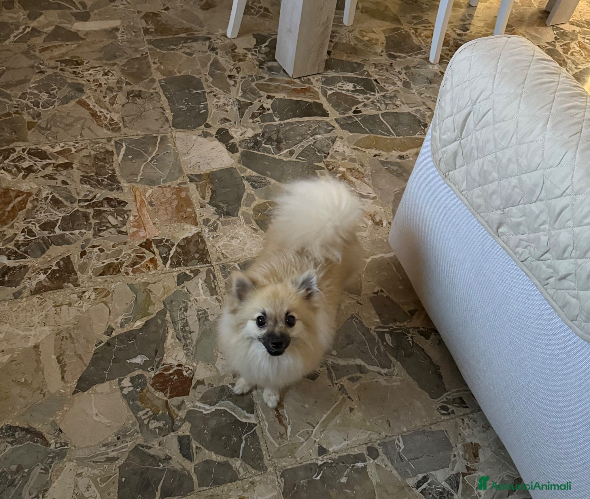 Spitz cani Spitz piccolo  - Annuncio 25