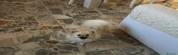 Spitz cani in vendita: Spitz piccolo  - Annuncio 1