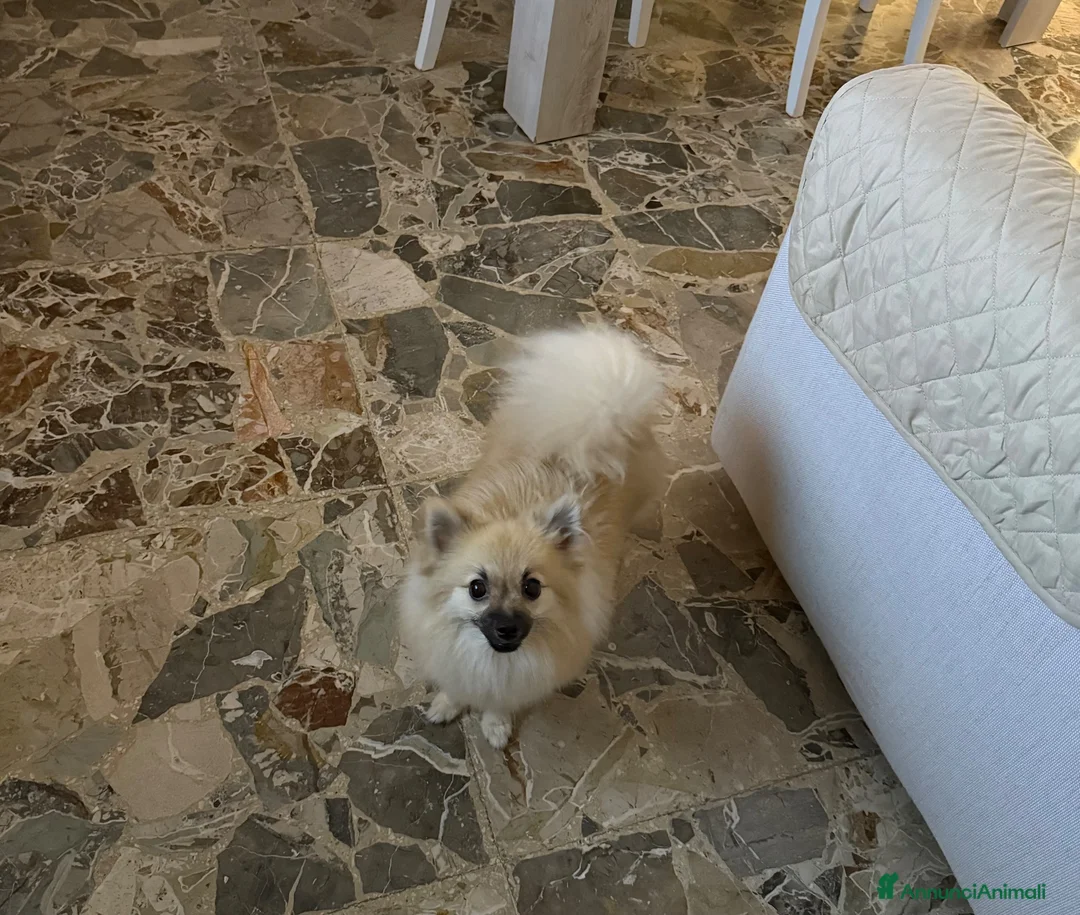 Spitz cani in vendita: Spitz piccolo  - Annuncio 1