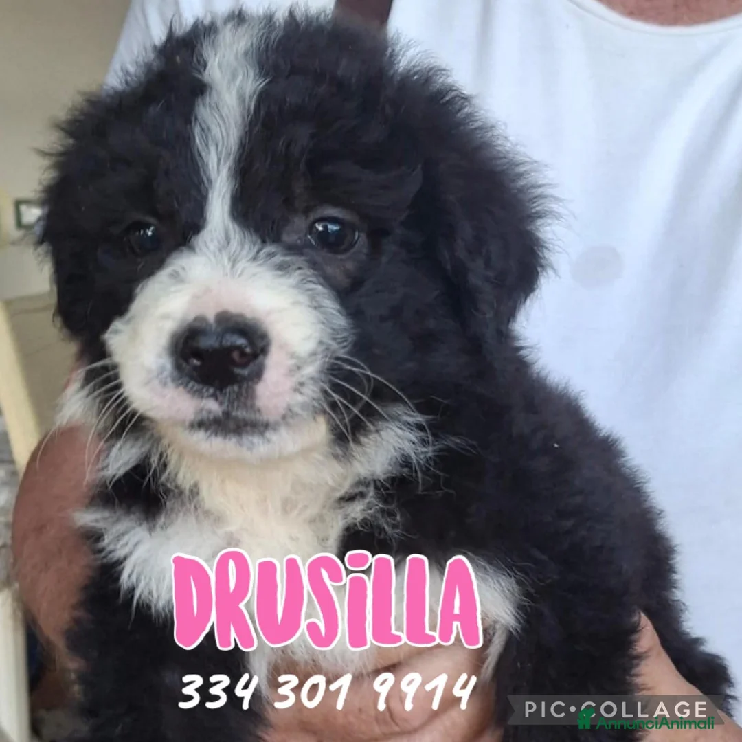 Meticcio cani in regalo: DRUSILLA 🩷 una ventata di allegria a Provincia di Brescia - Annuncio 1