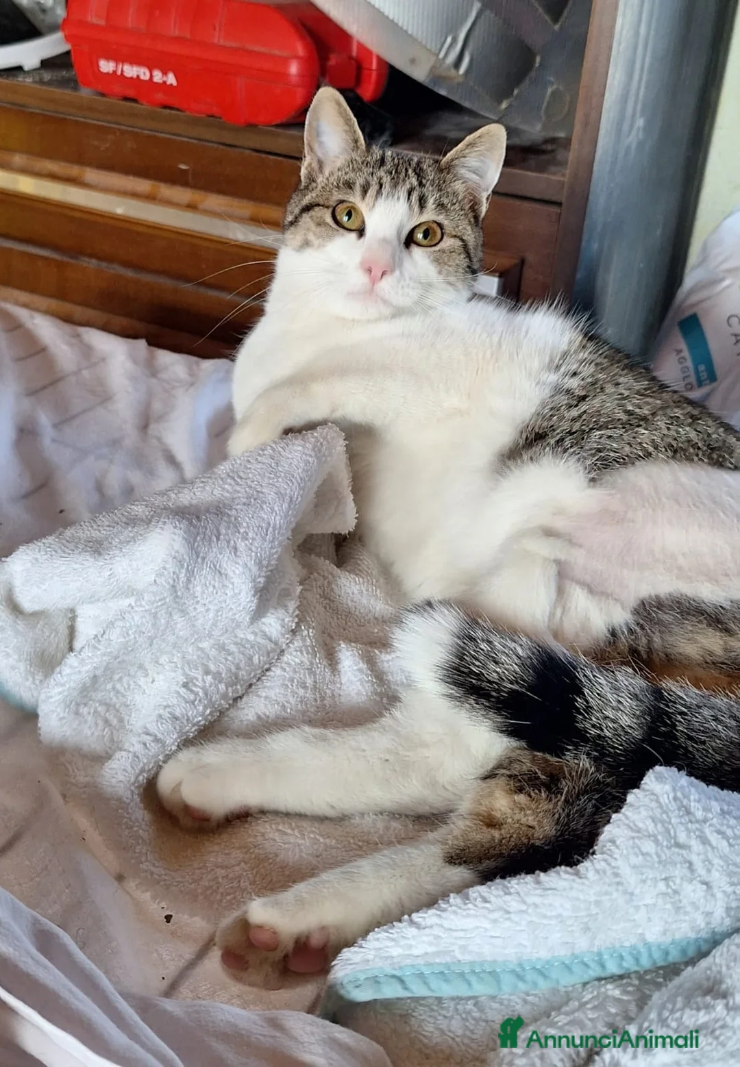 Europeo gatti in regalo: Emily, dolce come zucchero filato  a Città metropolitana di Milano - Annuncio 8