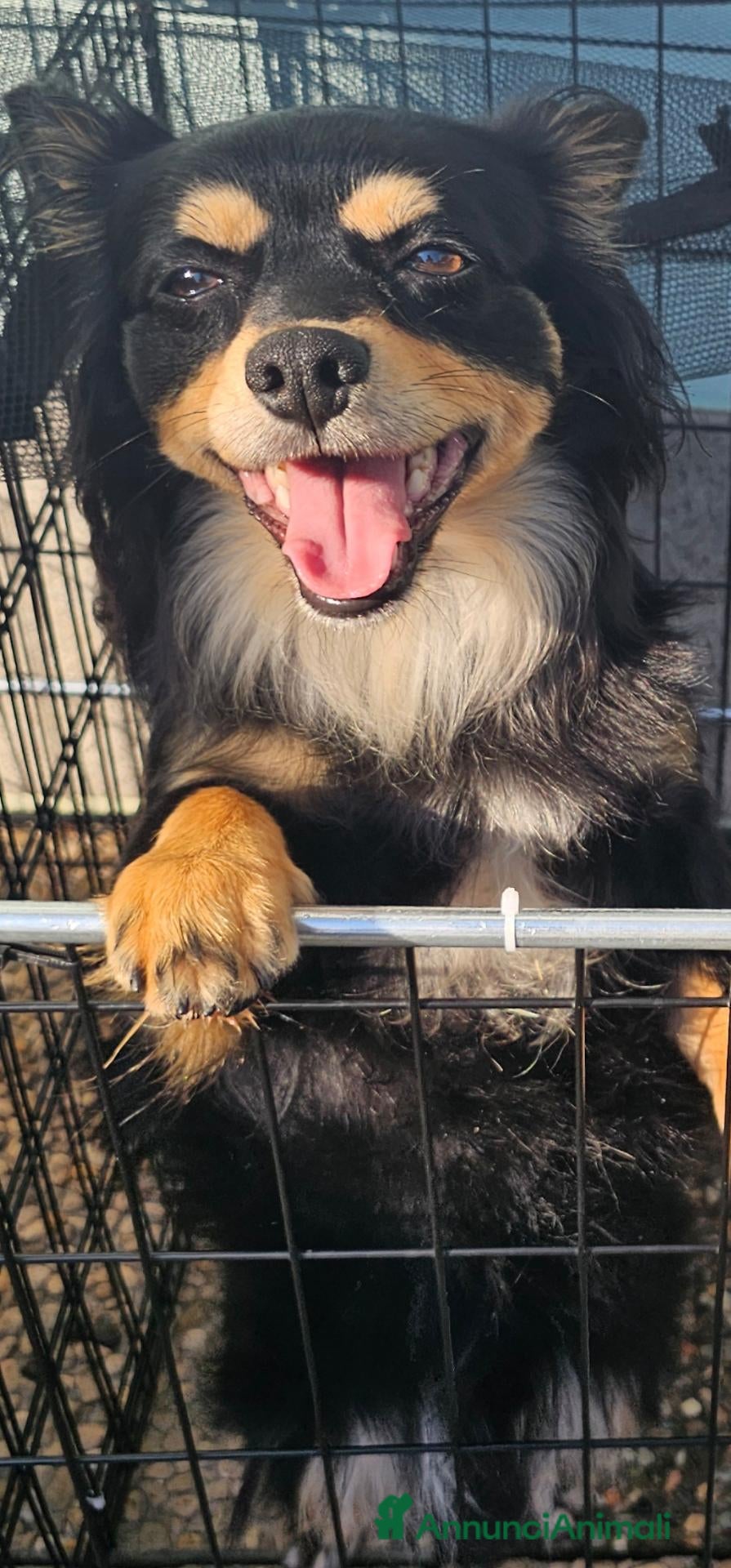 Chihuahua cani Nero focato  - Annuncio 1