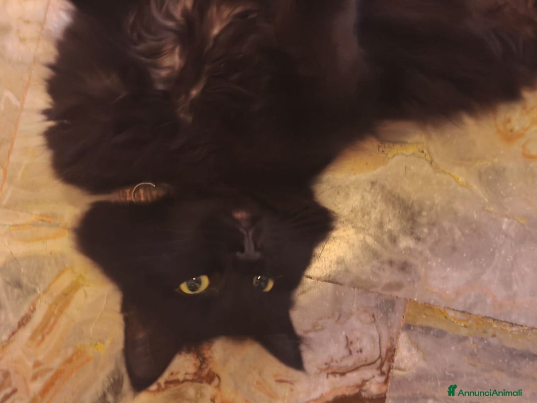 Europeo gatti in regalo: MICIA NERA A PELO LUNGO  - Annuncio 4