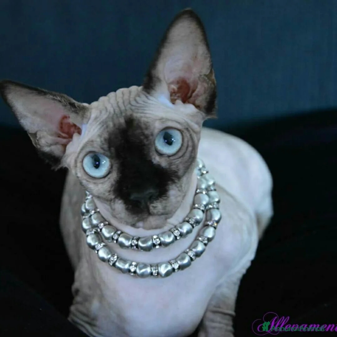 Sphynx gatti in vendita: Sphynx  a Città metropolitana di Roma Capitale - Annuncio 5